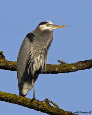 Great Blue Heron