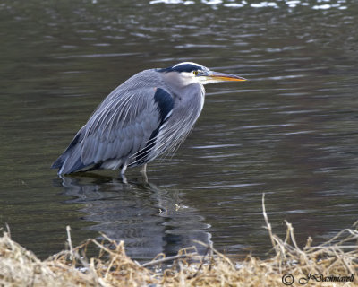 Great Blue Heron