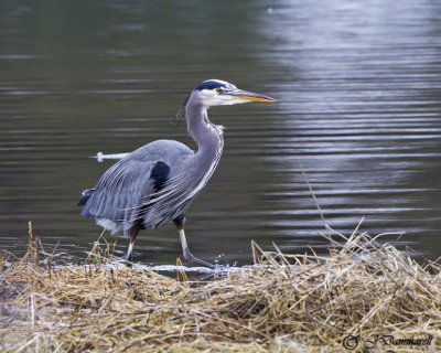 Great Blue Heron