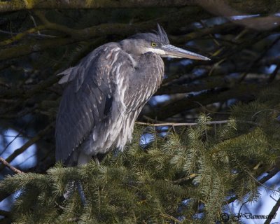 Great Blue Heron