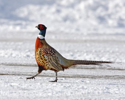 Ring-necked Pheasant