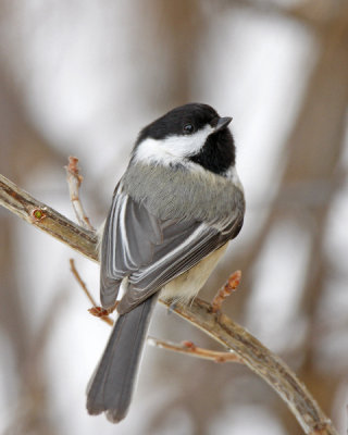 Black-capped Chickadee