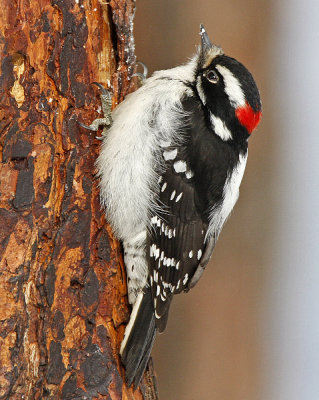 Downy Woodpecker (male)