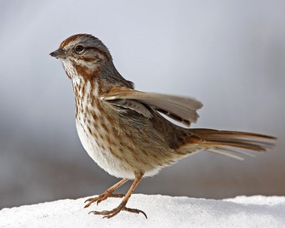 Song Sparrow