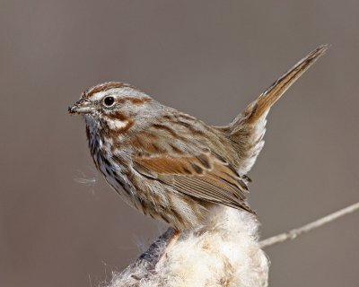 Song Sparrow