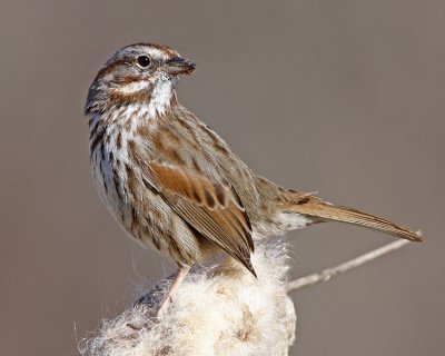 Song Sparrow