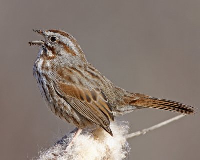 Song Sparrow
