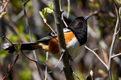 Spotted Towhee