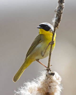 Common Yellowthroat