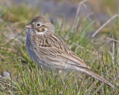 Vesper Sparrow