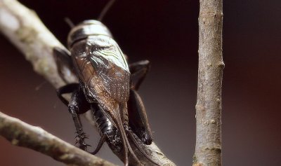 IMG_5408.jpg