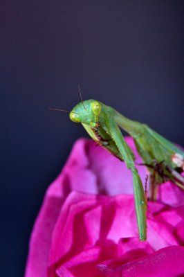IMG_1588a.jpg