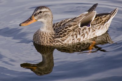  Mallard, (Anas platyrhynchos), Female