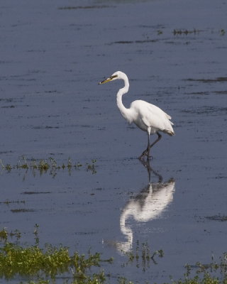 Great White Egret (European Subspecies)