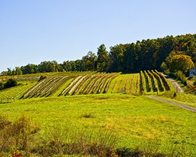 Cave Ridge Vineyard and Winery -- Rows