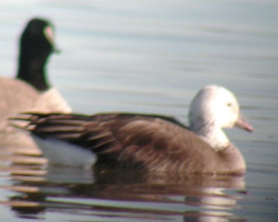 Suspected Hybrid Canada x Snow Goose DSCN1715-Web8x10.jpg