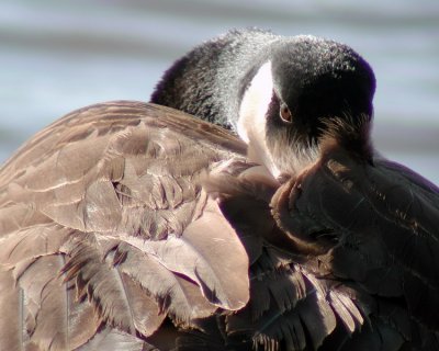 Canada Goose