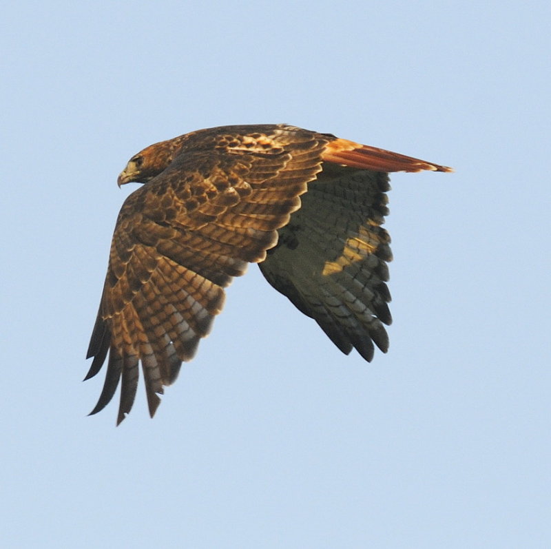 Wing Details