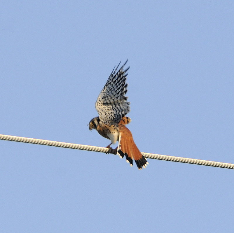 Kestrel with Insect (2 Images)