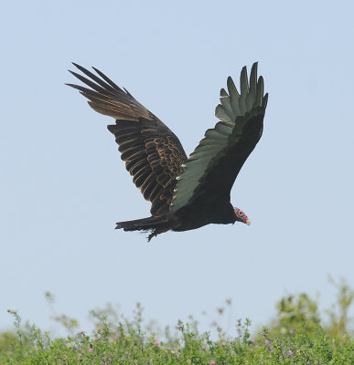 Turkey Vulture Takeoff