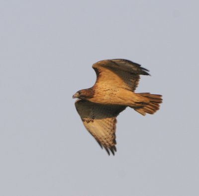 Late Afternoon Redtail (3 Images)