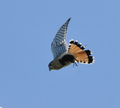 Kestrel with Field Mouse