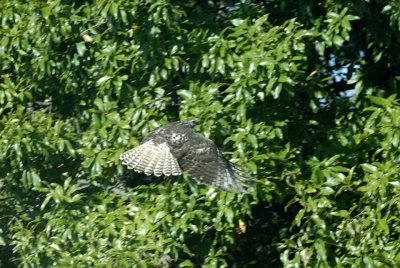 Unusual Color - Redtail Hawk? (2 Images)