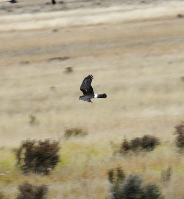 Amazing - A Northern Harrier (2 Images)