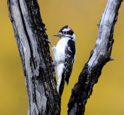 Downy Woodpecker (3 Images)