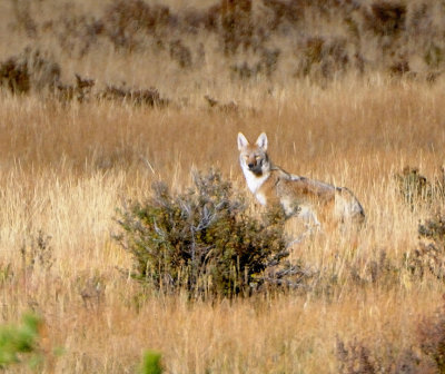 Late Afternoon Coyote (4 Images)