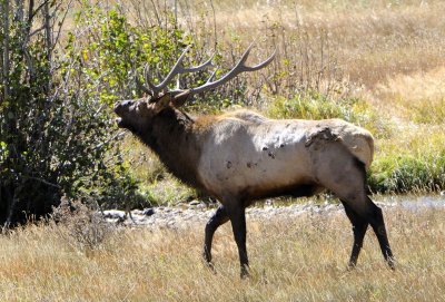 Bull Elk with Wounds