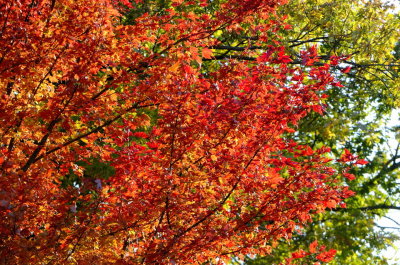 Sunsplashed October Maple