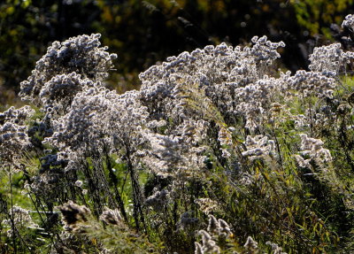 Silver in the Sunlight