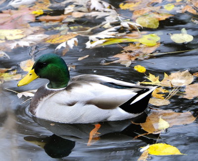 Mallard in Leaves (2 Images)