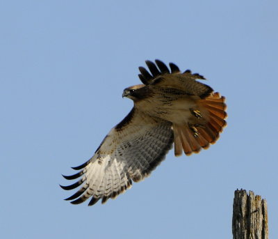 Beautiful Redtail Hawk