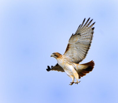 Hawks: Incredible Flights