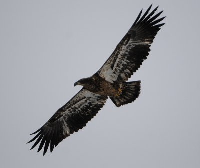 Young Eagle