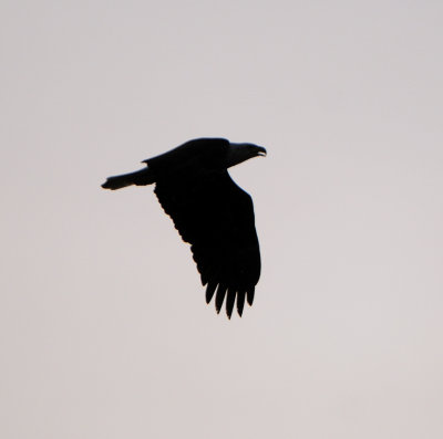 Eagle Against the Sun