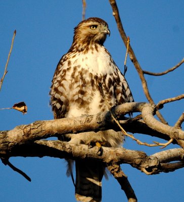 Young Retail Hawk