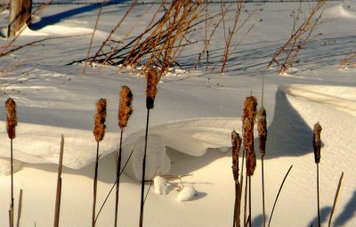 Snow Sculptures