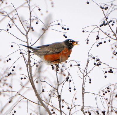 Winter Robins (2 images)