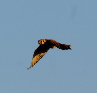 Late Afternoon Kestrel