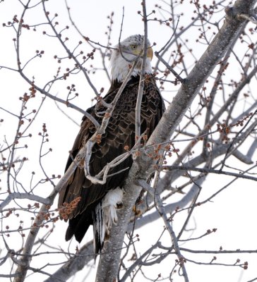 Young Eagle