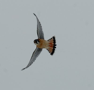 Winter Kestrel