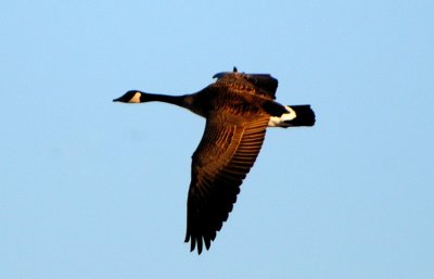 Sun Setting on Canadian Goose