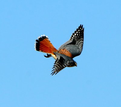 DIving from the perch