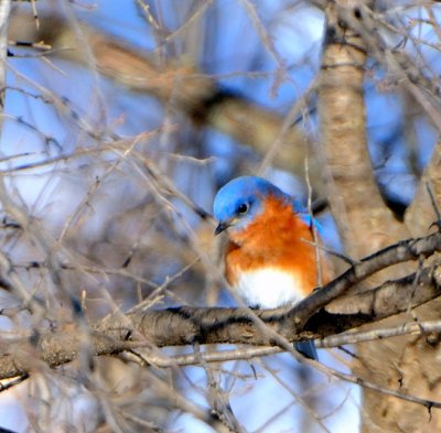 Bluebird