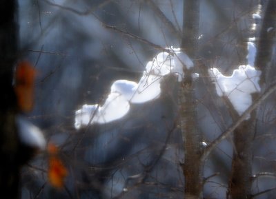 Snow Snake in the Tree