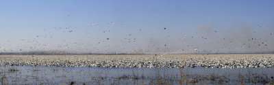 Snow Geese Migration (View original size) (4 images)