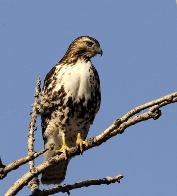 Redtail Hawk Leap (4 images)